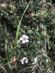 Cotoneaster microphyllus