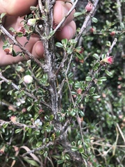 Cotoneaster microphyllus