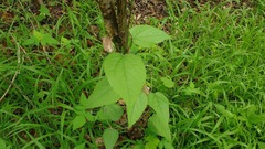 Tragia cearensis