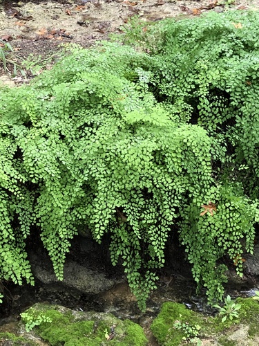 black maidenhair fern