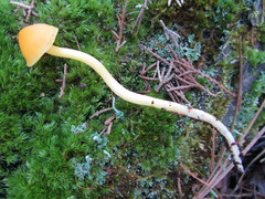 Hygrocybe