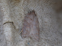Acleris sparsana