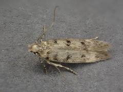 Bryotropha domestica