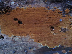 Botryobasidium simile