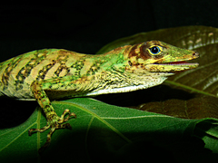 Anolis fasciatus