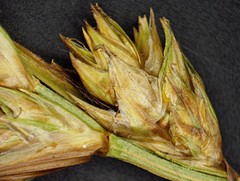 Carex adusta