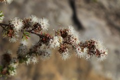 Kunzea ambigua