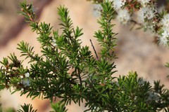 Kunzea ambigua