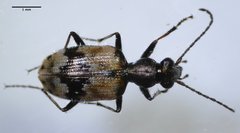Lachnophorus elegantulus