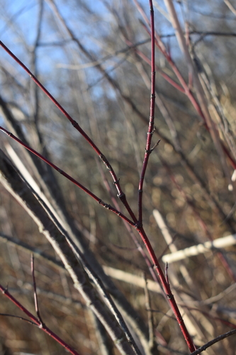 Red-Osier Dogwood* winter