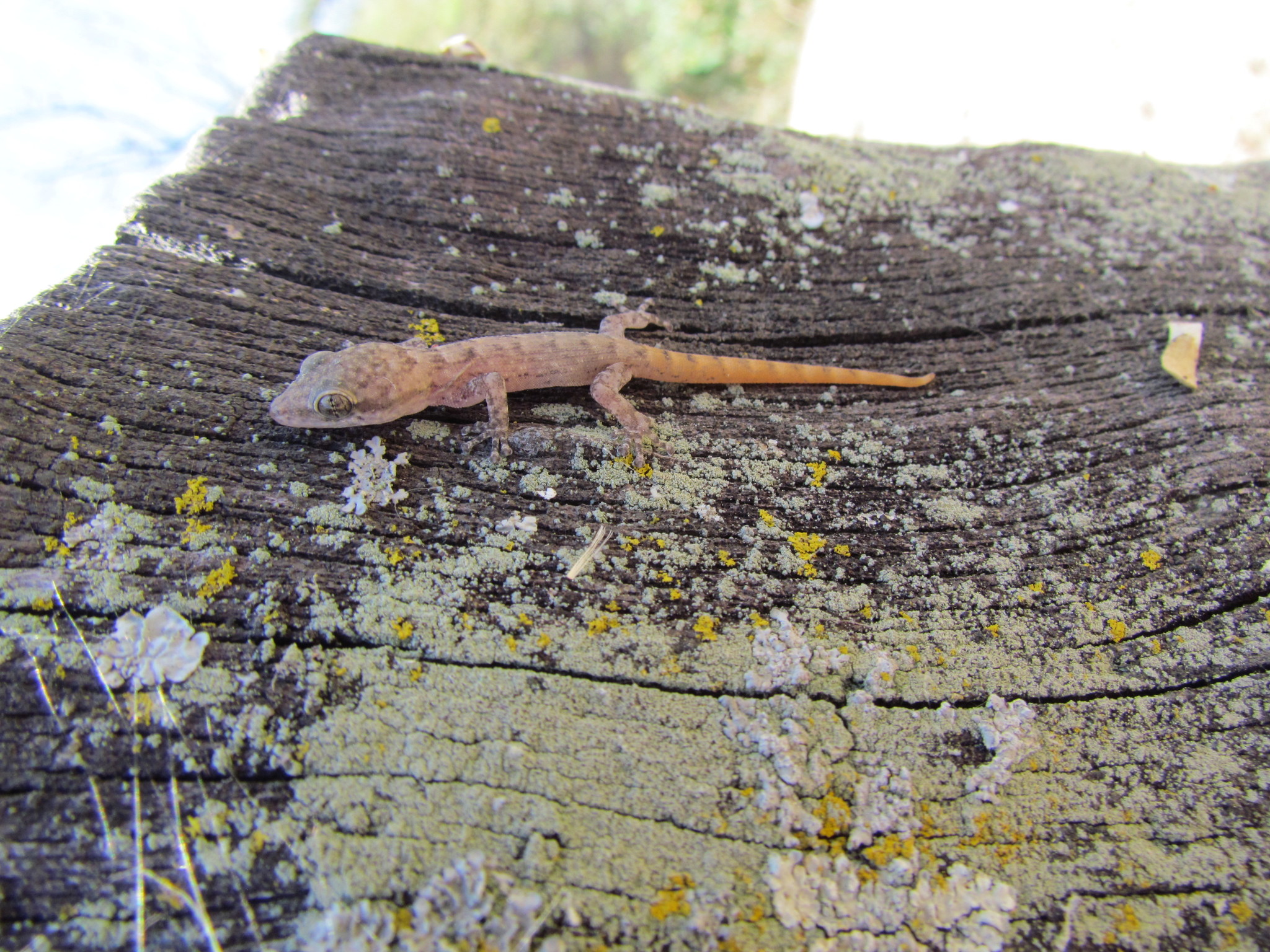Phyllodactylus reissii image
