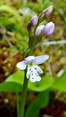 Galearis rotundifolia