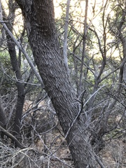Comarostaphylis diversifolia