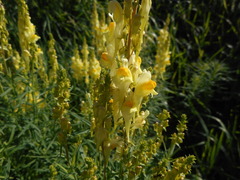 Linaria vulgaris