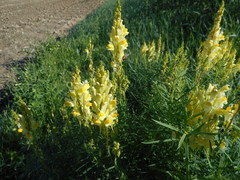 Linaria vulgaris