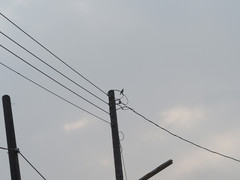 Streptopelia tranquebarica