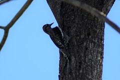 Sphyrapicus nuchalis