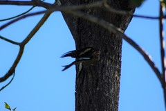 Sphyrapicus nuchalis