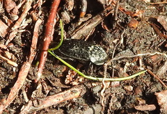 Thanatophilus rugosus