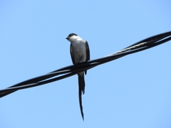 Tyrannus savana