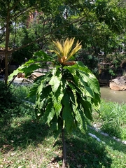 Cespedesia