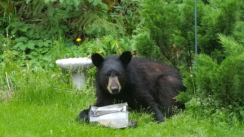 American Black Bear photographed in Minnesota