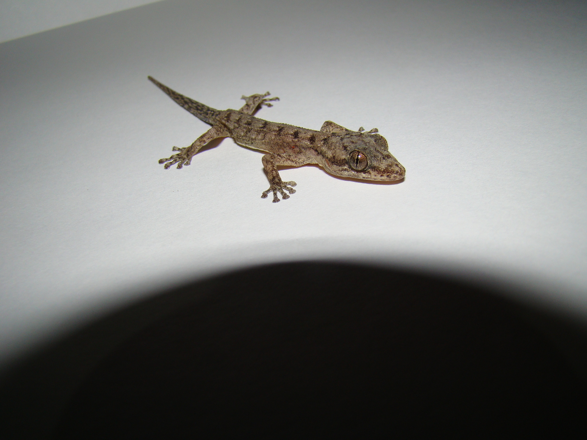 Phyllodactylidae image