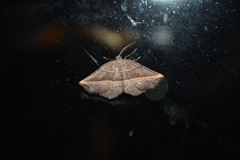 Metanema determinata