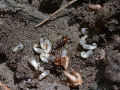 Stigmatomma pallipes