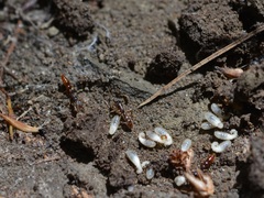 Stigmatomma pallipes