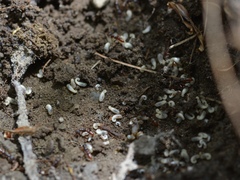 Stigmatomma pallipes