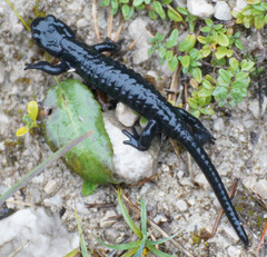 Salamandra atra