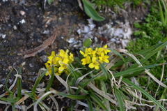 Draba streptocarpa