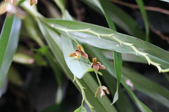 Prosthechea livida