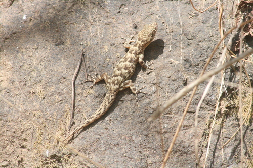 Phyllodactylus image