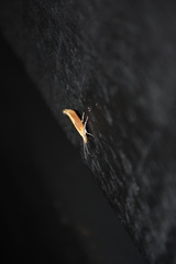 Ypsolopha dentiferella