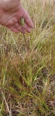 Lilium catesbaei image