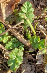 Geum vernum