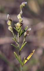 Lespedeza leptostachya