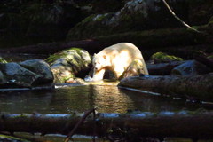 Ursus americanus kermodei