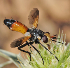Cylindromyia rufifrons