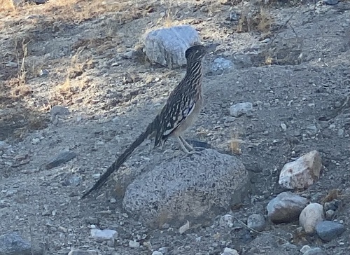 iNaturalist observation photo of Greater Roadrunner