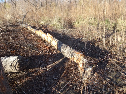 American Beaver photographed in Kansas