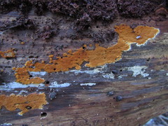 Botryobasidium simile