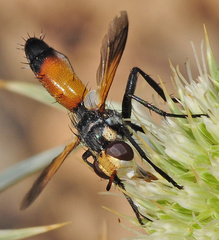 Cylindromyia rufifrons