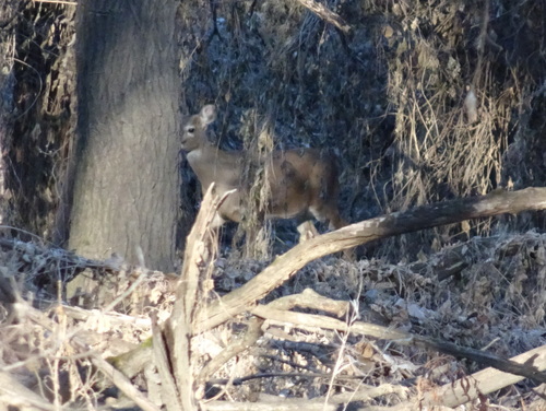 White-tailed Deer photographed in Kansas