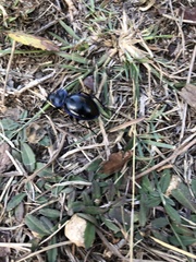 Carabus finitimus