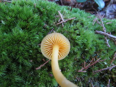 Hygrocybe