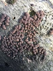 Jackrogersella cohaerens