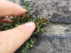 Asplenium ruta-muraria